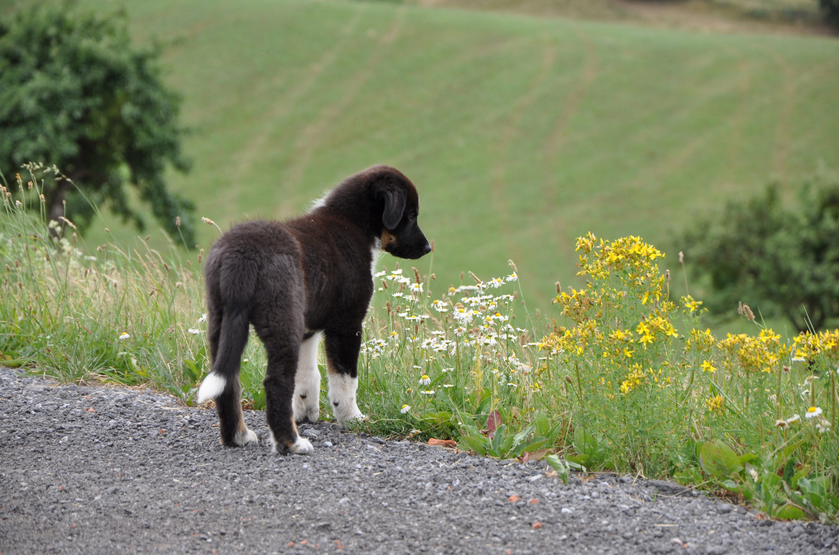 Photo of young dog standing on a road looking into weeds in the verge