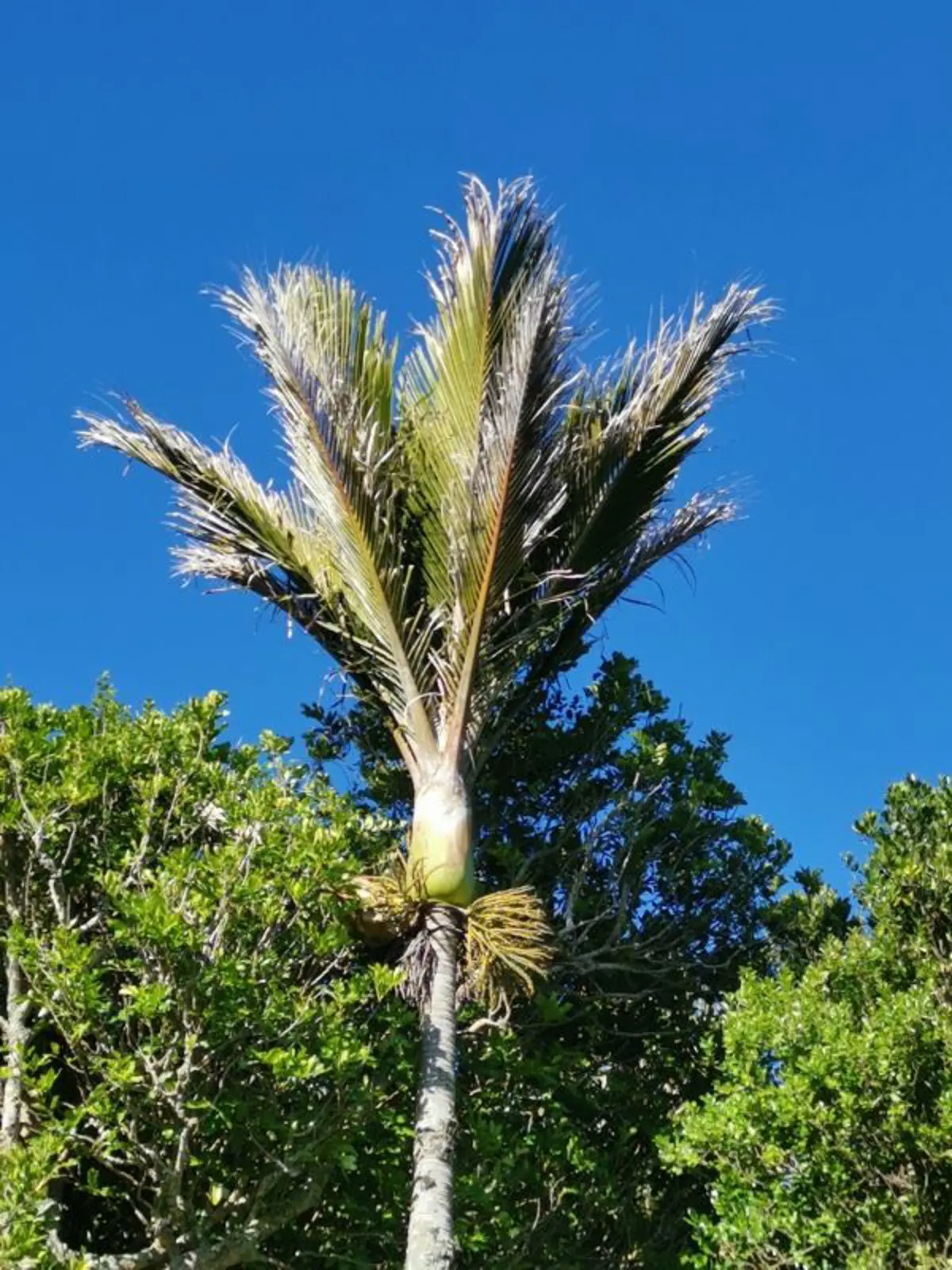 Nikau palm