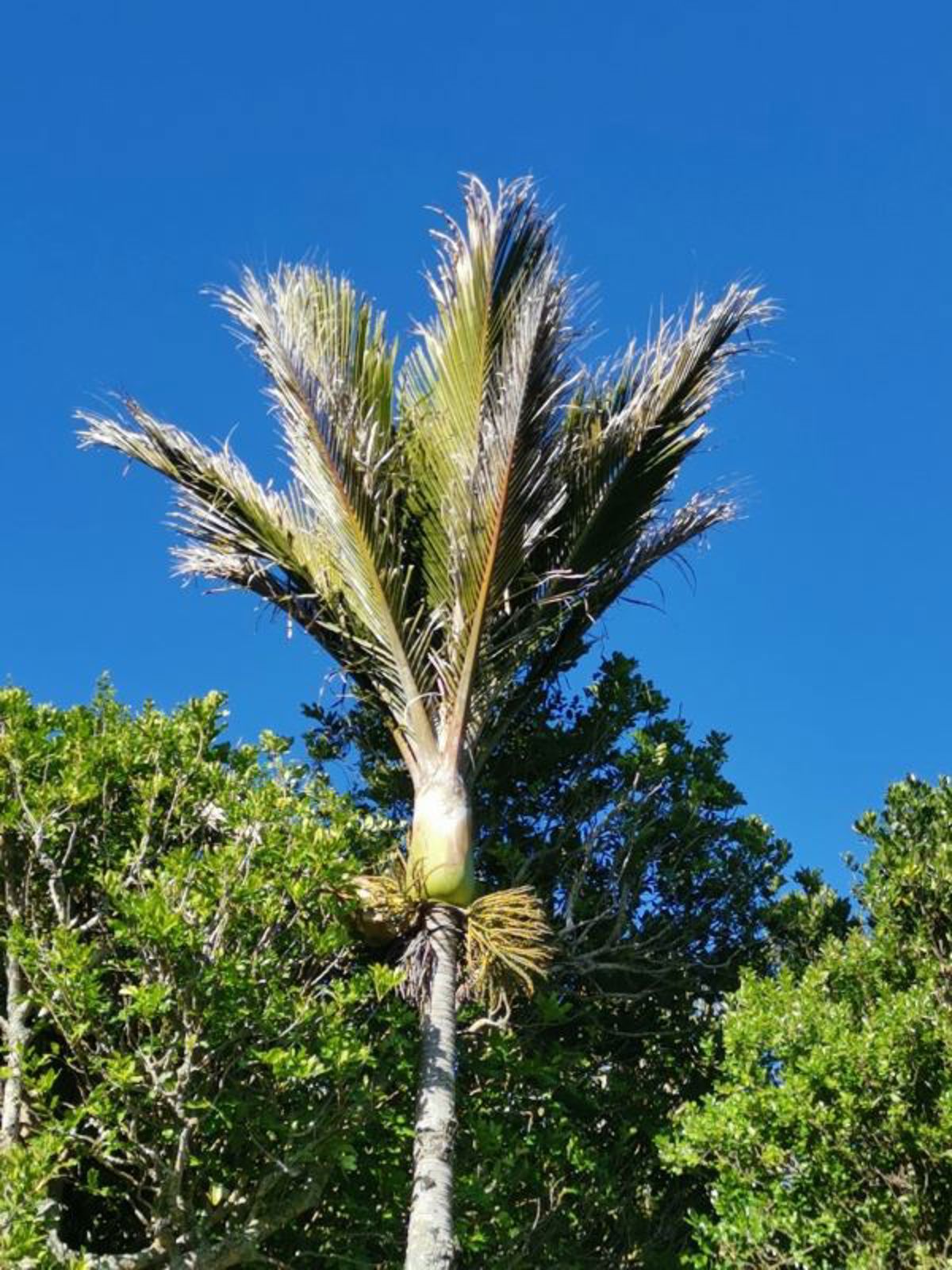 Nikau palm