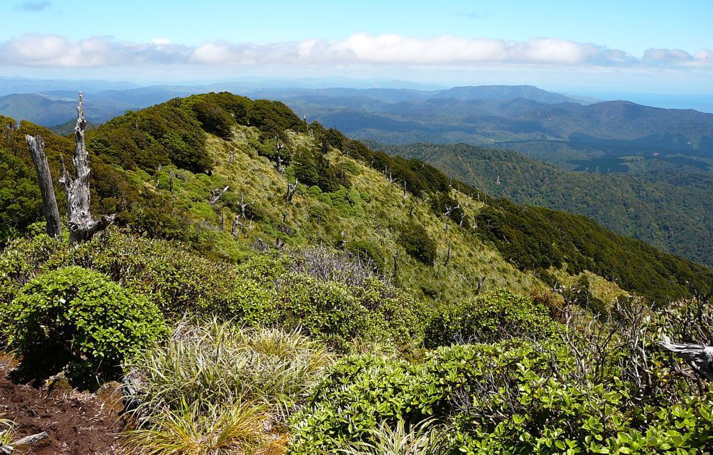 Mt Kapakapanui