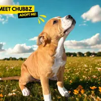 Chubbz thumbnail