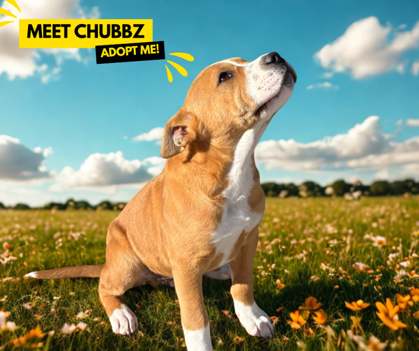 Chubbz