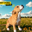 Chubbz thumbnail