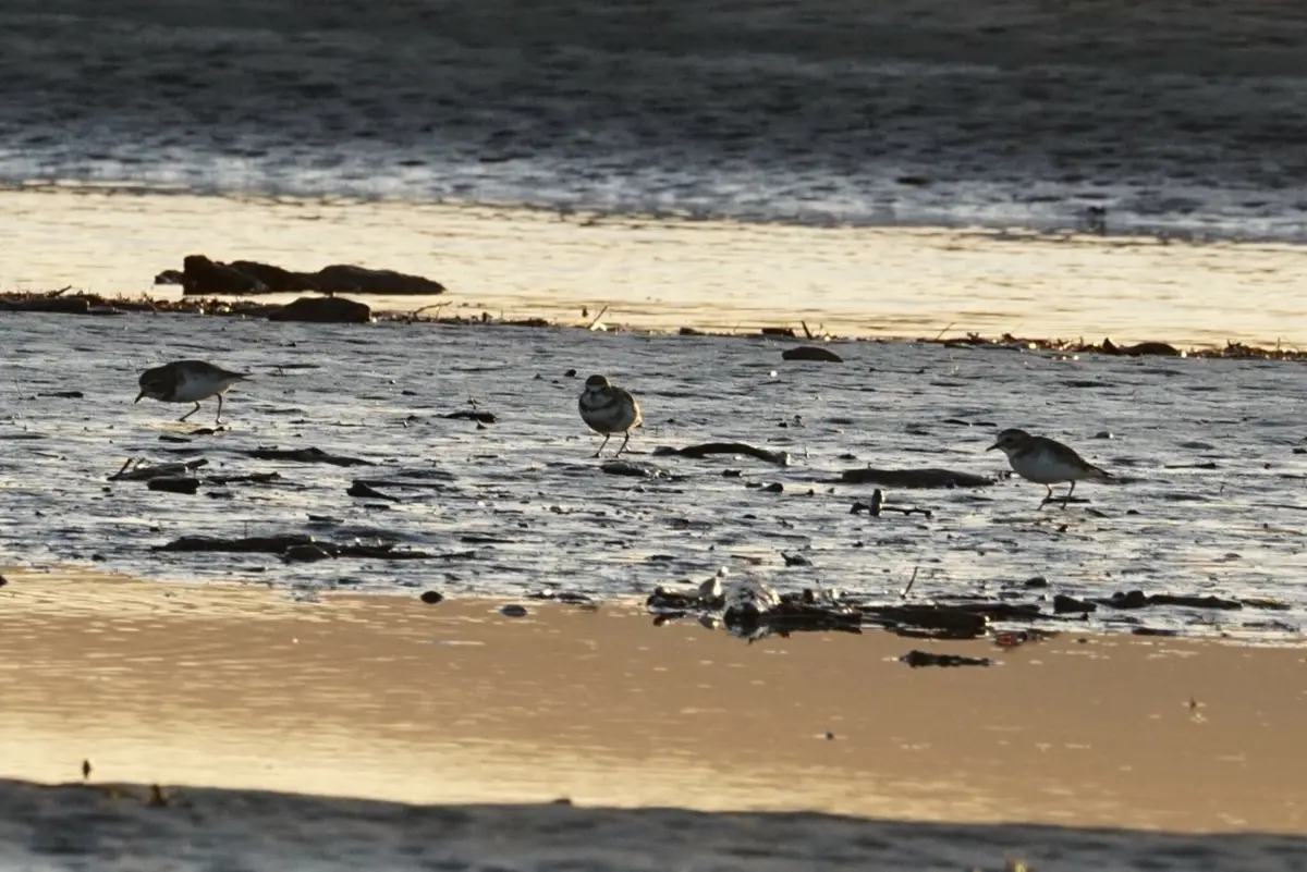 Pohowera (Banded Dotterel)