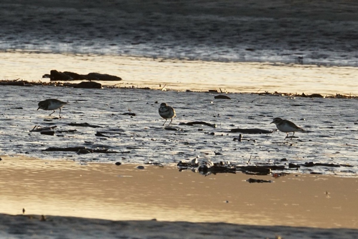 Pohowera (Banded Dotterel)