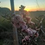 Pink manuka at sunset – Ōtaki Manuka Growers Limited, recipient 2018/19 - Thumbnail