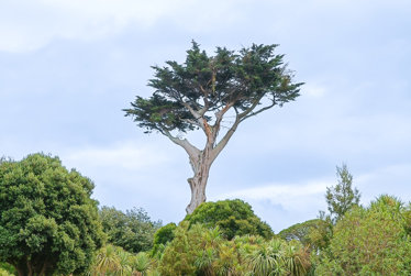 Historic Paraparaumu North Beach tree reaches the end of its life