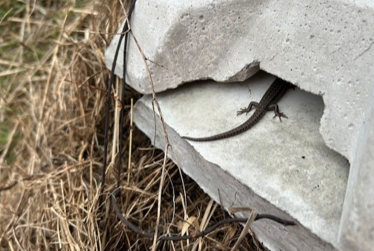 Everything Kāpiti – latest news, events and hot tips