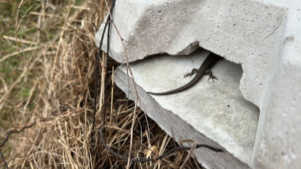 Northern Grass Skink 4