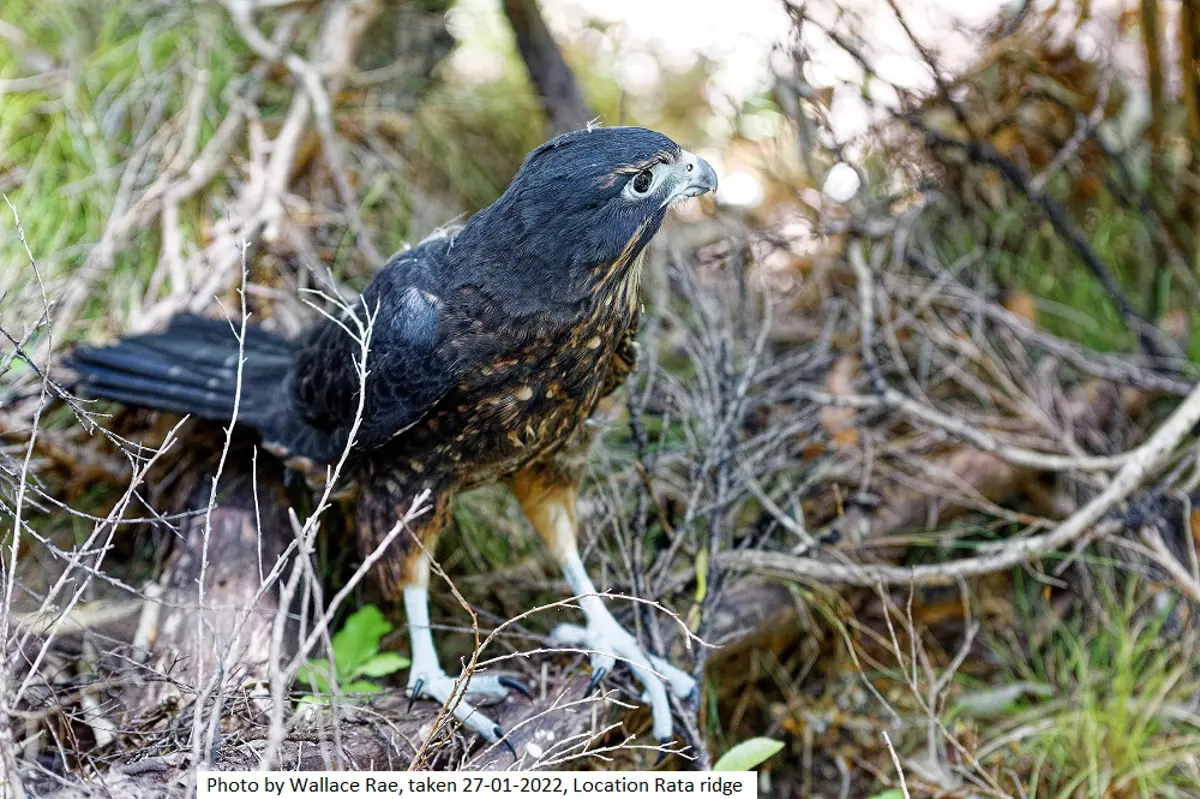 Photo by Wallace Rae at Rata Ridge | Birdlife in the Kotukutuku Restoration Project in Paraparaumu