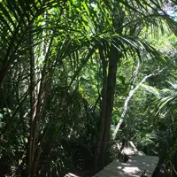 Barry Hadfield Nikau Reserve thumbnail
