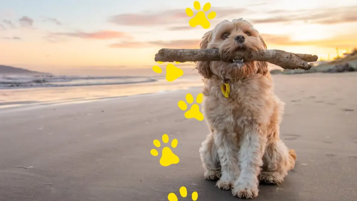 small fluffy dog on the beach holding a stick in its mouth with yellow paw prints as decoration in the background