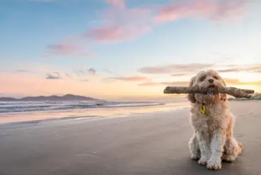 Stay up-to-date with Everything Kāpiti