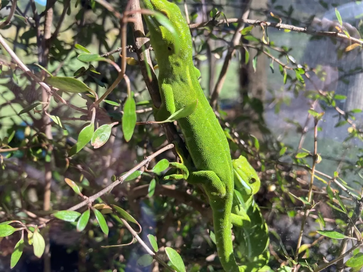 Barking Gecko