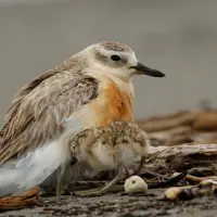 Dotterel mother and chick on driftwood by the Waikanae River mouth. Photo credit Roger Smith. thumbnail