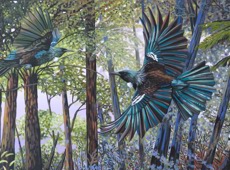 Tui Forest Flyers