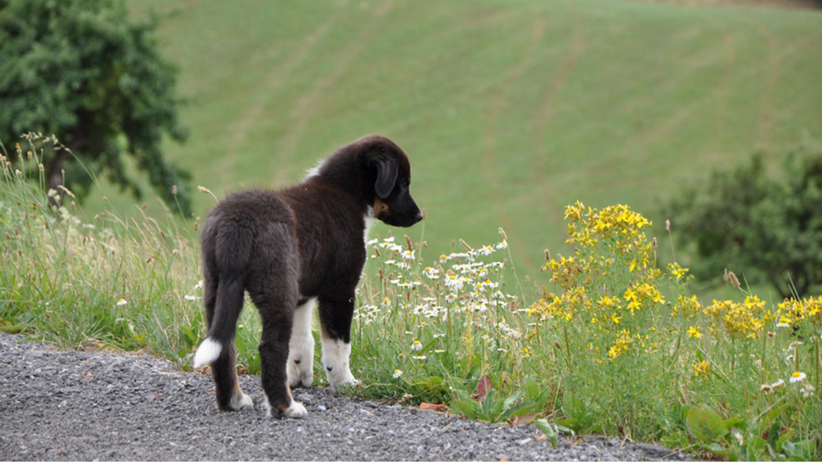 Black dog looking into a field of flowers