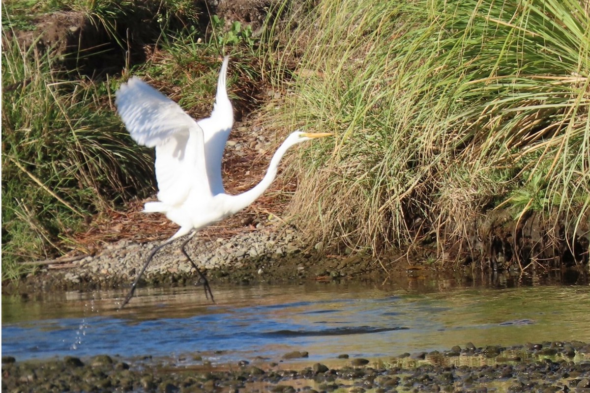 White heron