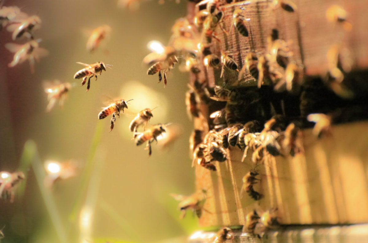 Close up of bees in a hive