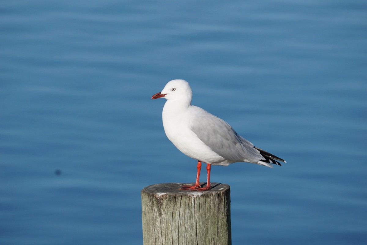 Red billed gull