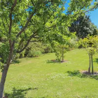 Tasman Road Reserve fruit trees thumbnail