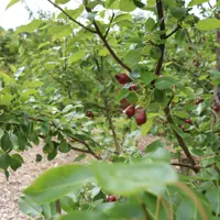 Hookway grove community orchard thumbnail