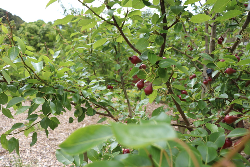 Hookway grove community orchard