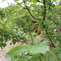 Hookway grove community orchard thumbnail