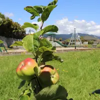 Apples at San Vito Place Reserve thumbnail