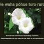 Waha Pohue - Thumbnail