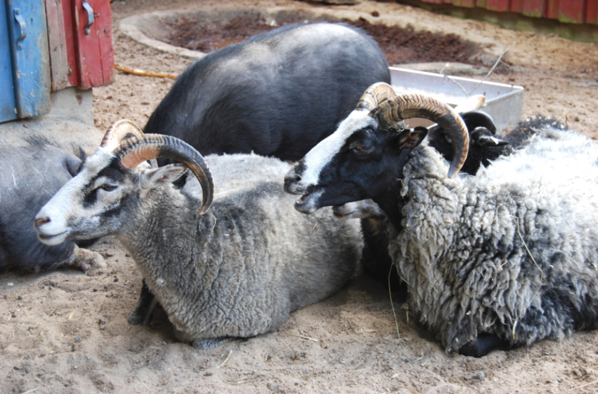 Goats sitting in a paddock