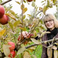 Picking fruit in an apple orchard thumbnail