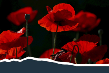 Everything Kāpiti - Lest we forget