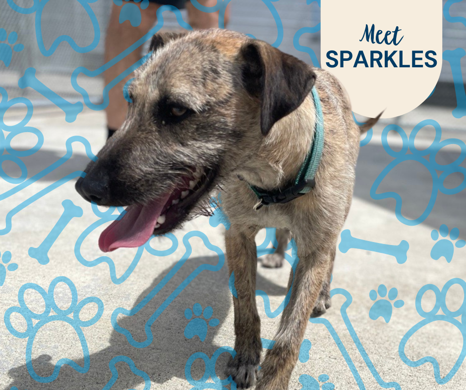 Photo of Sparkles, a wire terrier cross, at the Council animal management centre.