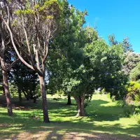 Waikanae Domain trees in the sunshine. thumbnail