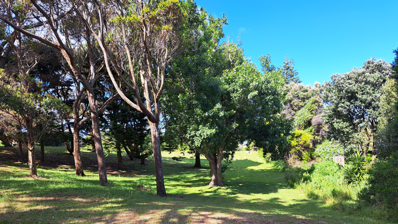 Waikanae Domain trees in the sunshine.