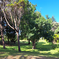Waikanae Domain trees in the sunshine. thumbnail
