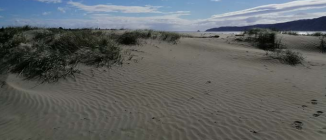 Low vegetated dunes near Waikanae estuary.