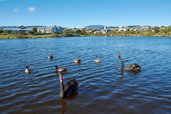 Bird Flu Birds Sitting On Pond