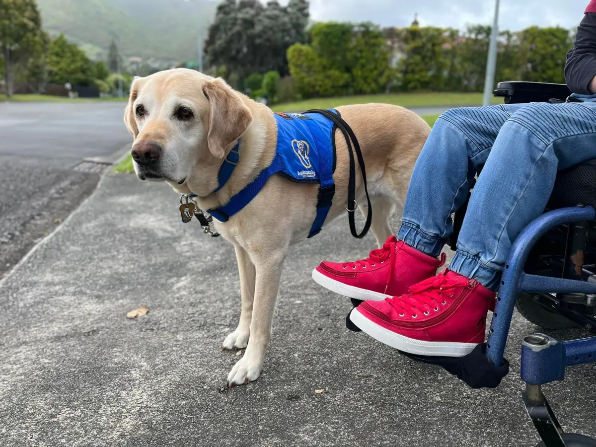 Golden labrador service dog with a harness on assisting someone in a wheelchair