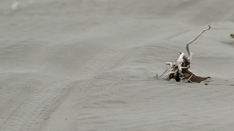 Tyre tracks in sand, beside a piece of driftwood in which a dotterel is camouflaged. Photo credit Roger Smith.
