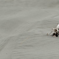 Tyre tracks in sand, beside a piece of driftwood in which a dotterel is camouflaged. Photo credit Roger Smith. thumbnail