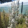 White bloom – Ōtaki Manuka Growers Limited, recipient 2018/19 - Thumbnail