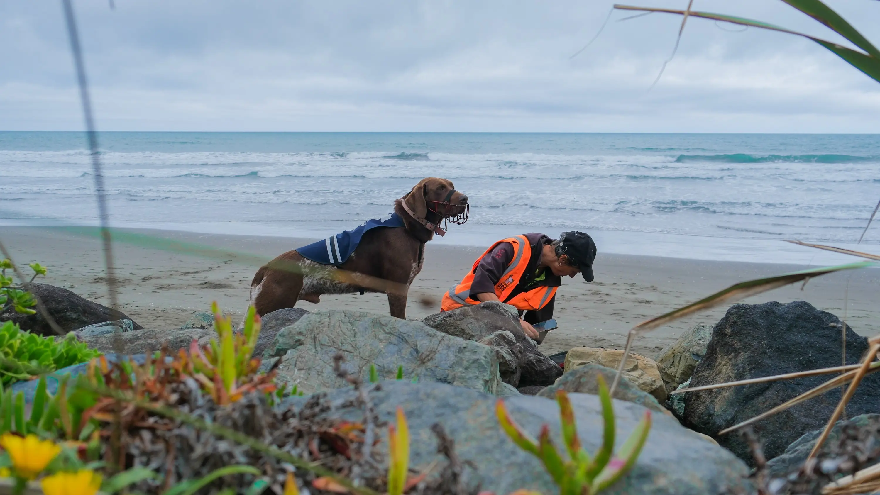 Paekākāriki Seawall Prep Penguin Dog Miro April 2026 6 (1)