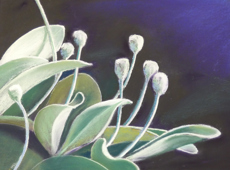 Kapiti Gallery Landing