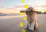 Dog Registration Small Fluffy Tan Dog On Paraparaumu Beach At Sunset With Stick