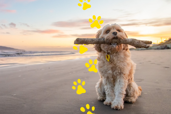 Dog Registration Small Fluffy Tan Dog On Paraparaumu Beach At Sunset With Stick