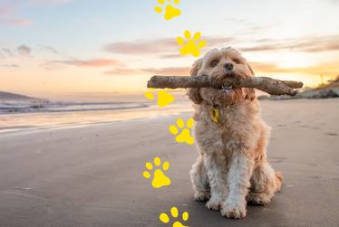 Annual dog registration begins