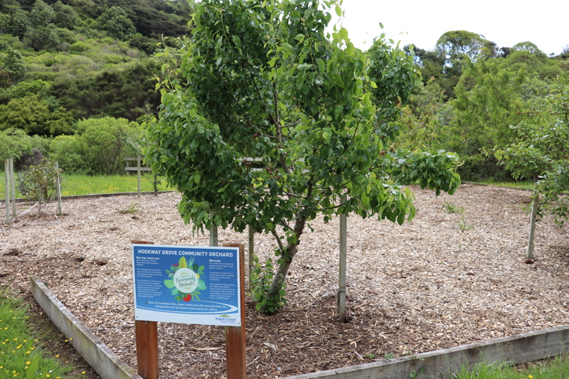 Hookway grove community orchard (1)