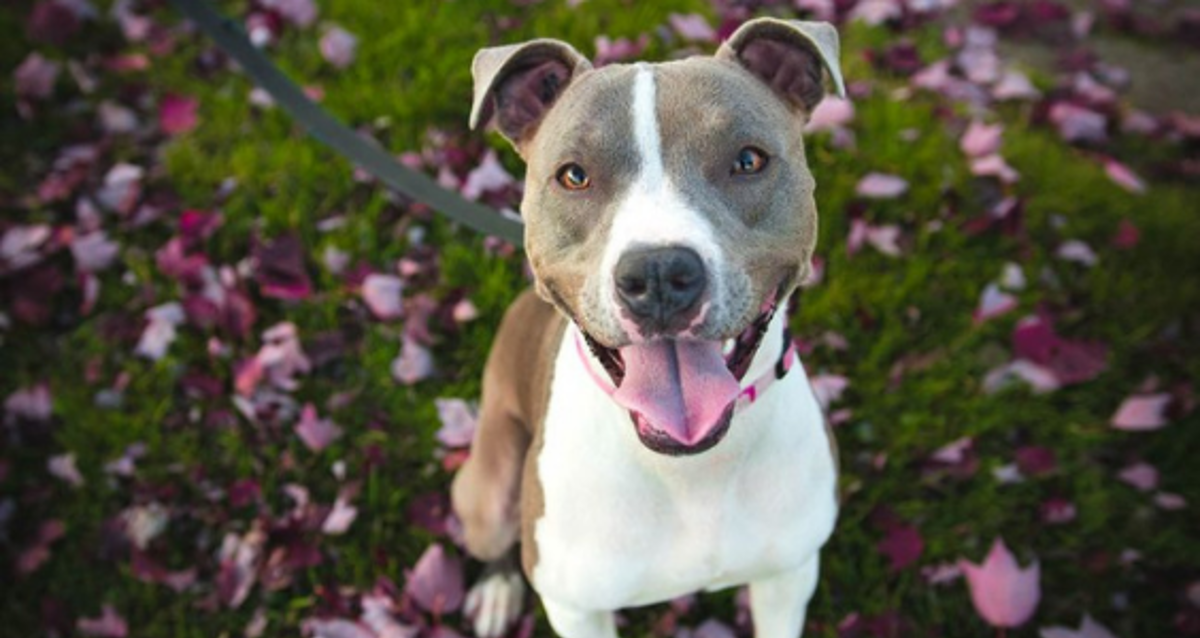 Dog with tongue out in a field of flowers